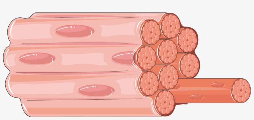 Download The Image - Muscle Fascicle, transparent png download