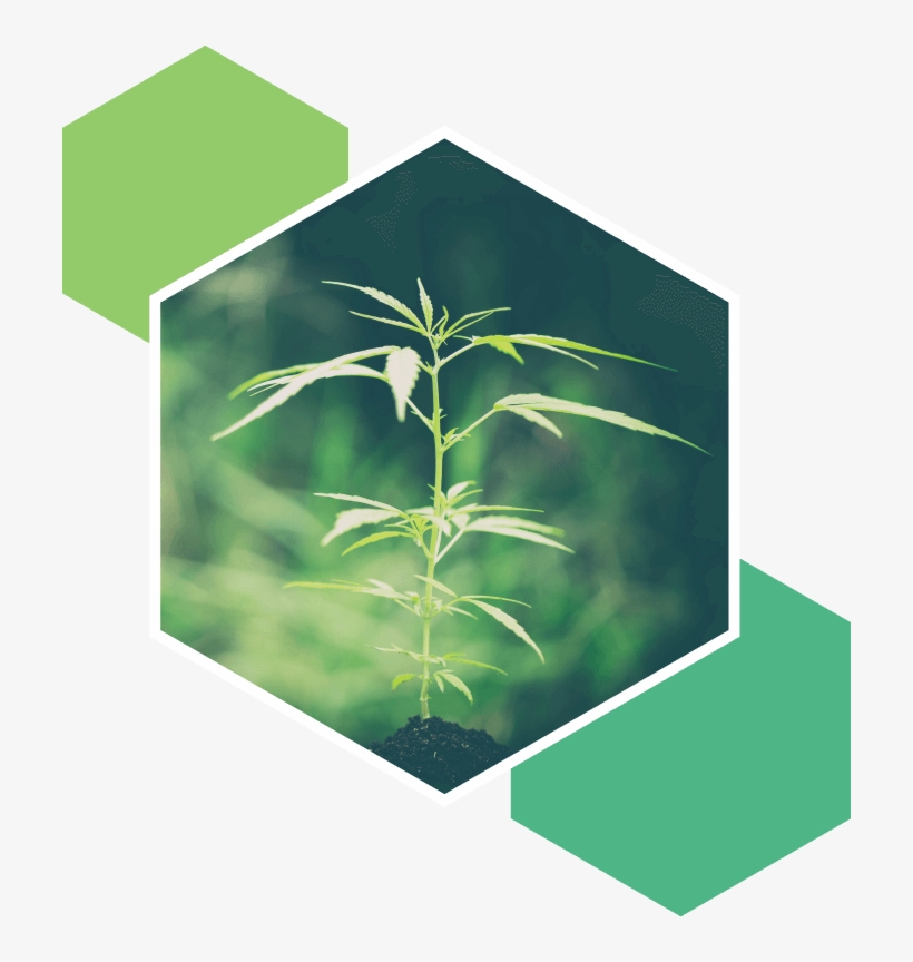 Medicinal Cannabis Fundamentals - Illustration, transparent png download