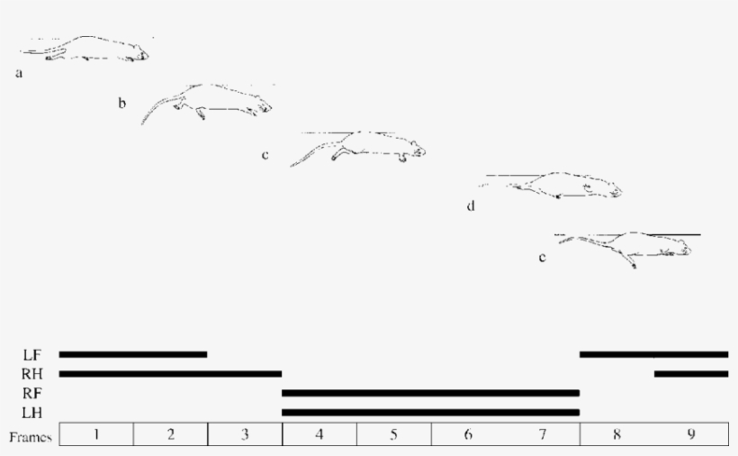 Submerged Swimming Of Nectomys Rattus And Cerradomys - Diagram, transparent png download