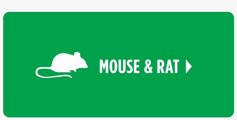 Rat, transparent png download