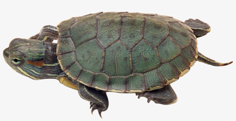 Turtle Png - Turtle Png Gif, transparent png download