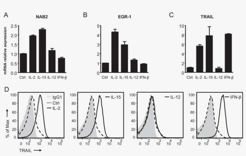 Nab2 And Egr 1 Are Induced In Nk Cells Upon Stimulation - Diagram, transparent png download