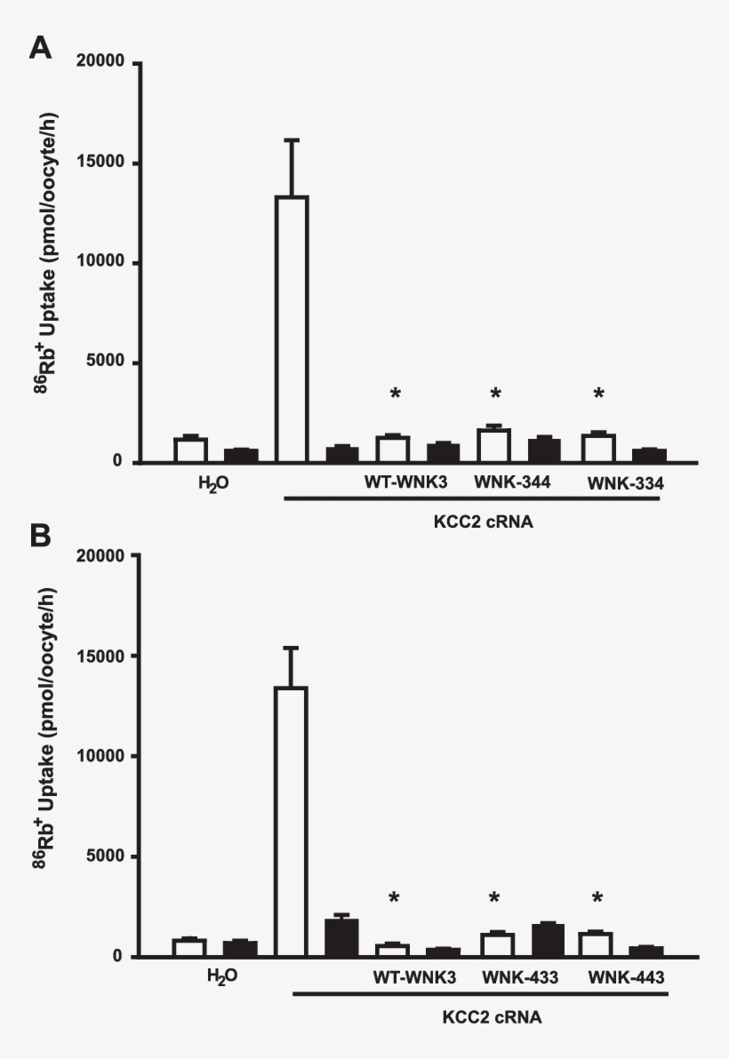 Effect Of Wnk3 And Chimeras On K-cl Cotransporter Kcc2 - Chloride Potassium Symporter 5, transparent png download