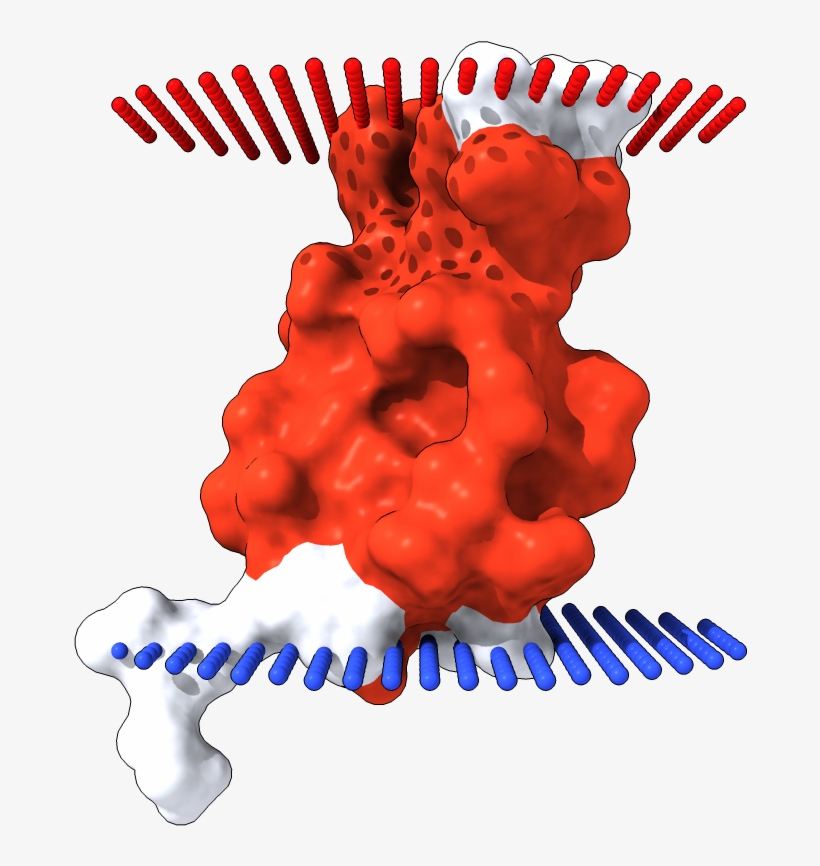 Transmembrane Surface Display Opm - Graphic Design, transparent png download