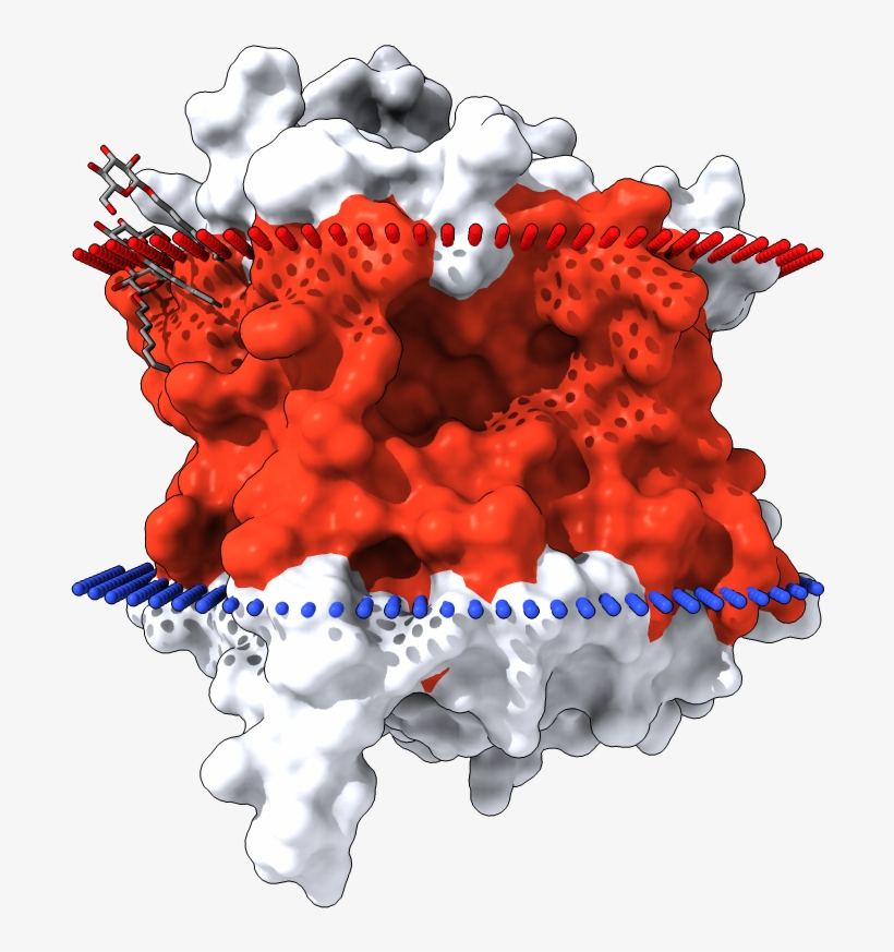 Transmembrane Surface Display Opm - Illustration, transparent png download