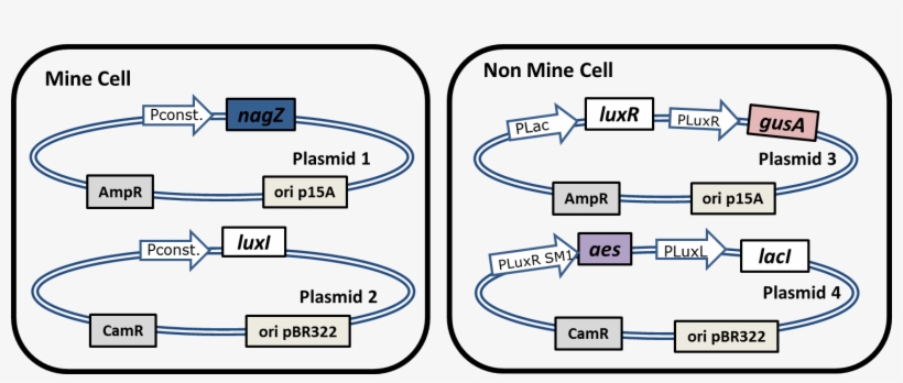 Plasmids In Mine And Non-mine Cells - Diagram, transparent png download