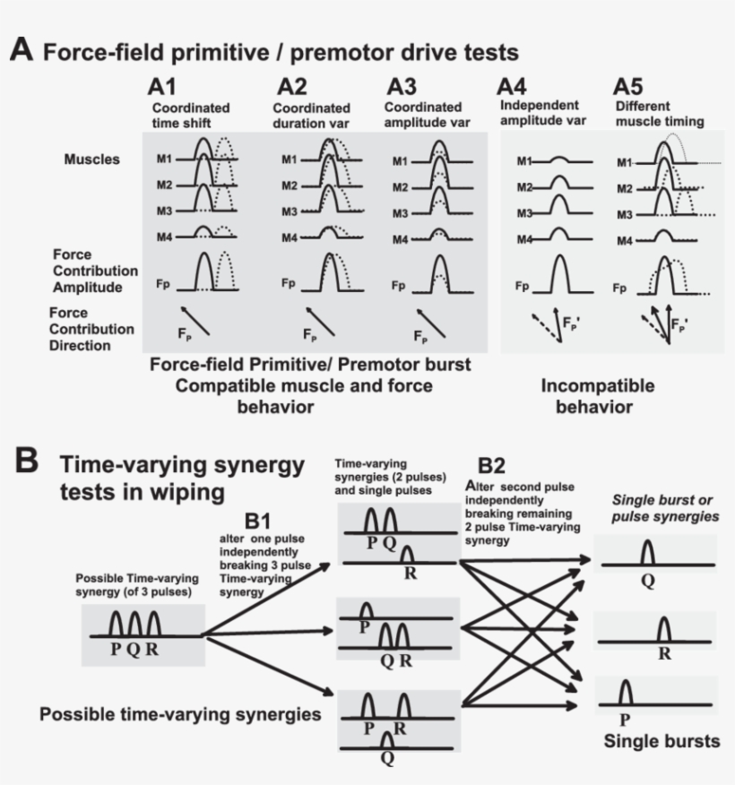 Hypothesis Testing Of Premotor Burst/force Field Primitives - Diagram, transparent png download