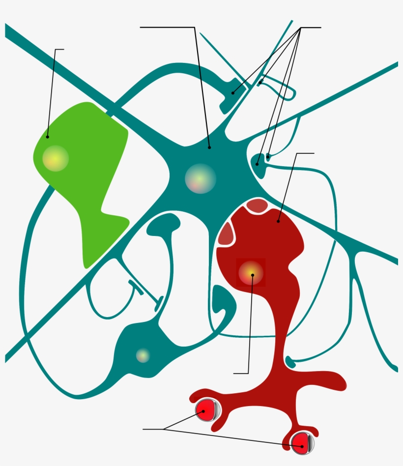 Open - Glial Cell Diagram, transparent png download