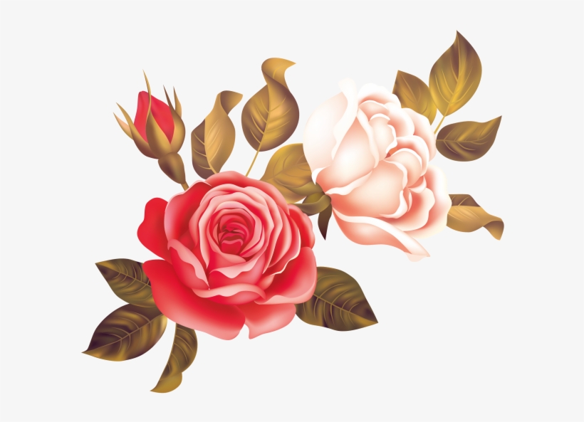 Rose Transparent Png Image - Garden Roses, transparent png download