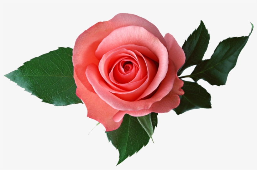 Pink Rose Transparent Png Image - Pink Roses Transparent Background, transparent png download