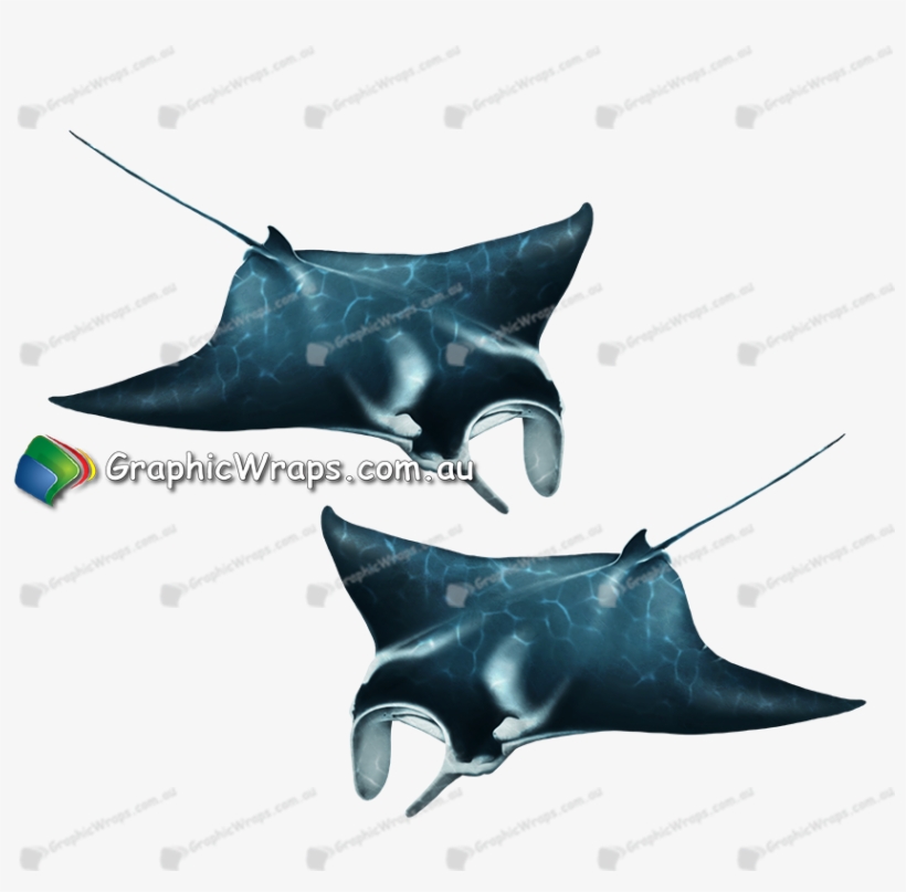 Manta Ray, transparent png download