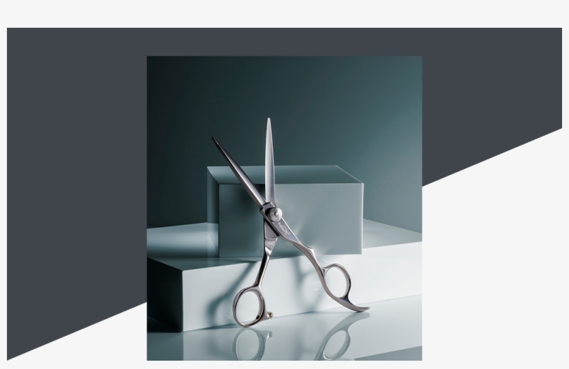 Mantaray - Still Life Photography, transparent png download