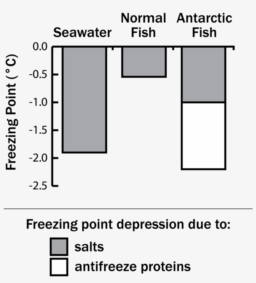 Antifreeze Fish-01 - Reading Buses, transparent png download