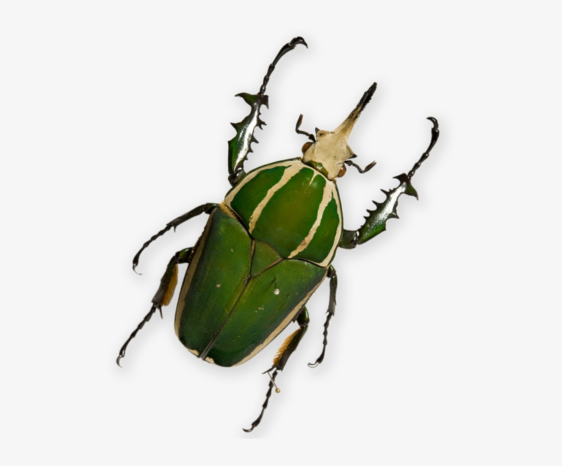 Ways You Can Be A Part Of The Museum's Groundbreaking - Dung Beetle, transparent png download
