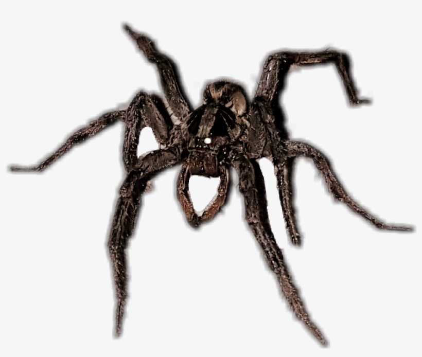 Wolf Spider, transparent png download