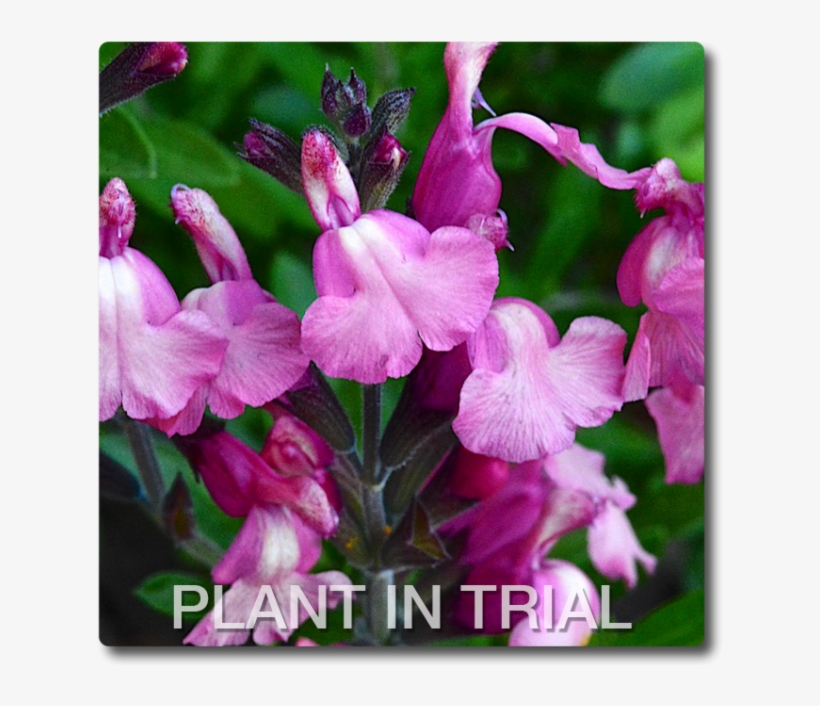 Salvia Tutti Frutti Salvia Tutti Frutti - Everlasting Sweet Pea, transparent png download