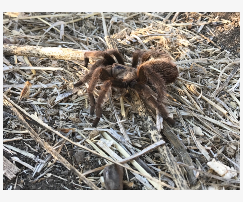 The Reserve [8 Images] Click Any Image To Expand - Wolf Spider, transparent png download