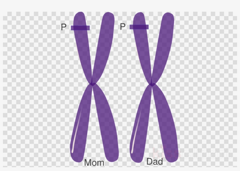 Mercedes Sprinter 2018 Png, transparent png download