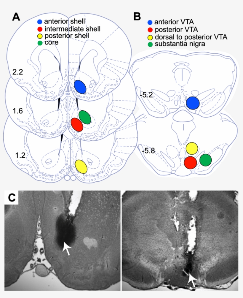 Download - Nucleus Accumbens, transparent png download