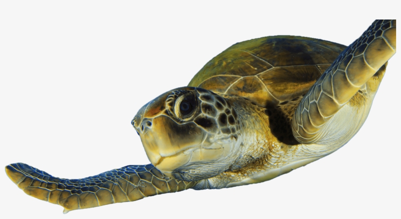 Caring For These Animals In Rehabilitation Is Expensive, - Saving The Endangered Green Sea Turtle, transparent png download