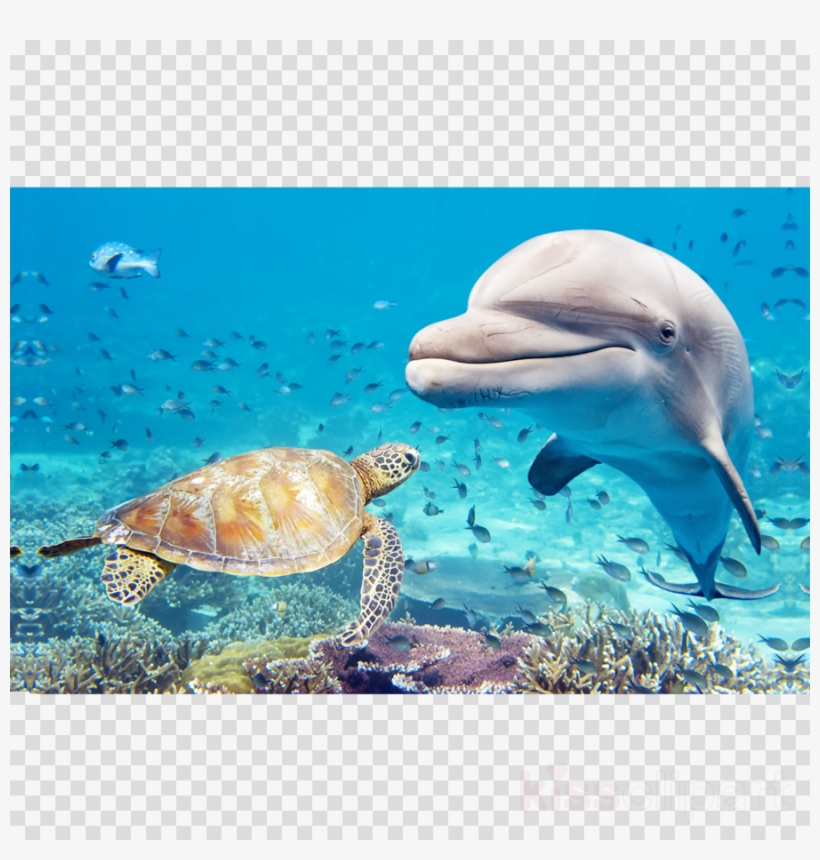 Underwater Ocean Life Dolphins, transparent png download
