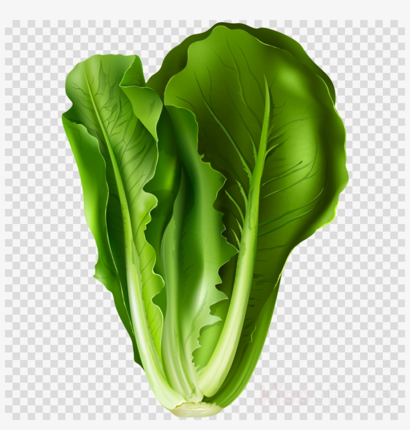 Lettuce Clipart Lettuce Sandwich Clip Art - Romaine Lettuce Clipart, transparent png download