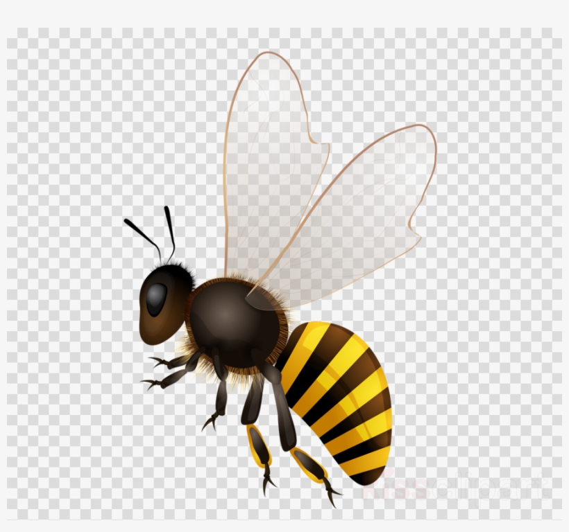 Honey Bee Png Clipart Western Honey Bee Insect - Bee Stock, transparent png download