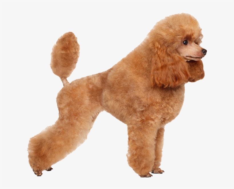 price of a toy poodle