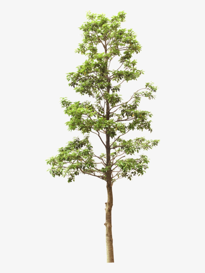 园林树木绿树透明png - Tree, transparent png download