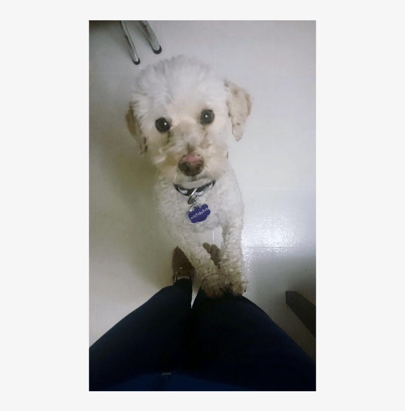 Alexa Is A Spayed, Female, Poodle Mix - Toy Poodle, transparent png download
