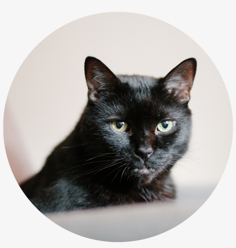 Aang - Black Cat, transparent png download
