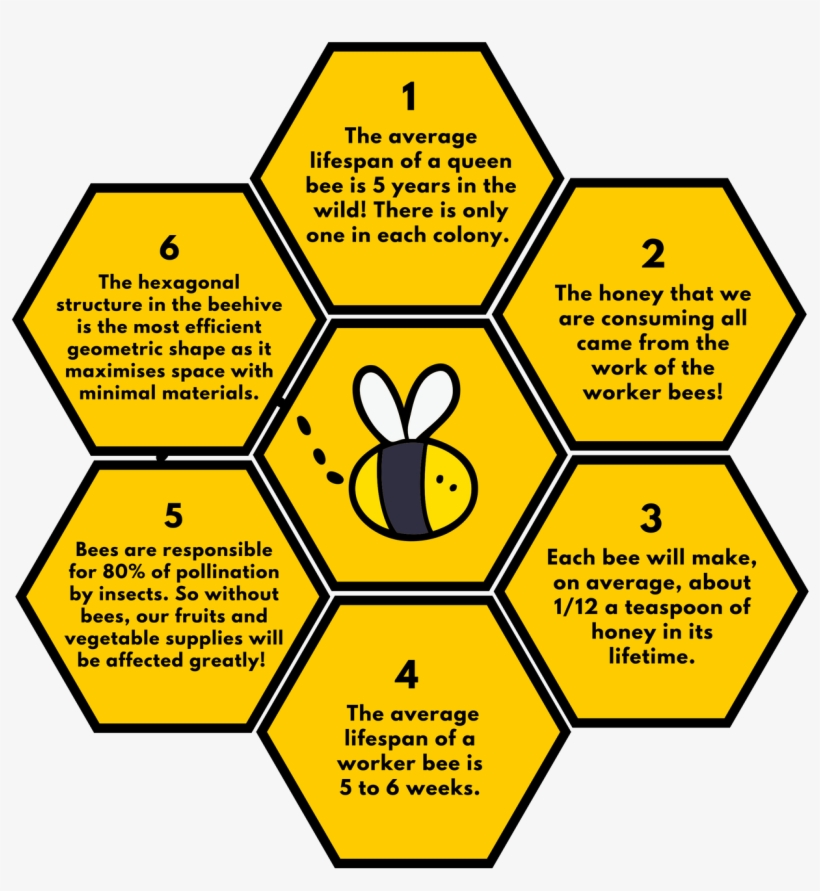 6 Facts About Bees - Home Depot White Hexagon Tile With Gold Trim, transparent png download