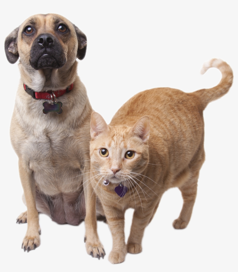 Cats Png - National Heartworm Awareness Month 2018, transparent png download