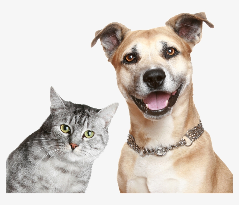 About Green Natural Pet - Cat And Dog Smiling, transparent png download