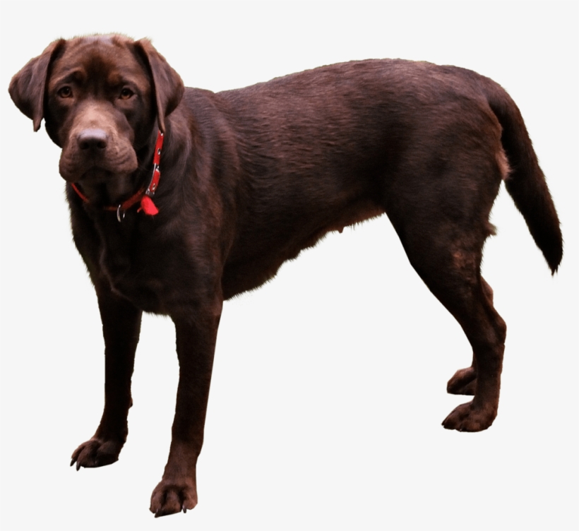 Dog Png - Dog Transparent Png Format, transparent png download