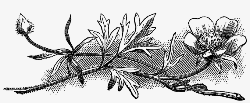 Bulbous Crowfoot Wf Png - Black Flower Vintage Png, transparent png download