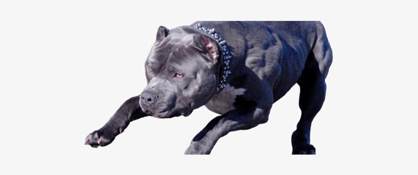 Top 10 Most Dangerous Dog Breeds In World - Pitbull Terrier Xxl Blue, transparent png download