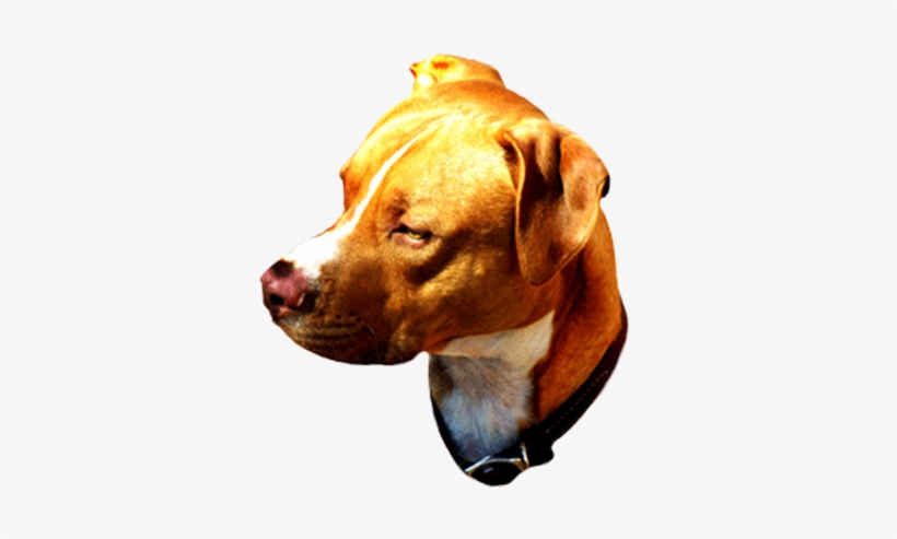 Head Of Brown Dog - Pit Bull, transparent png download