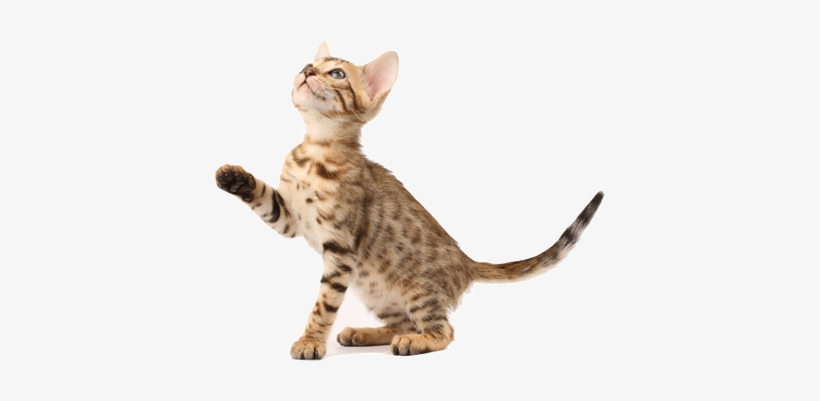 Cat Sitting - Cat About To Jump, transparent png download