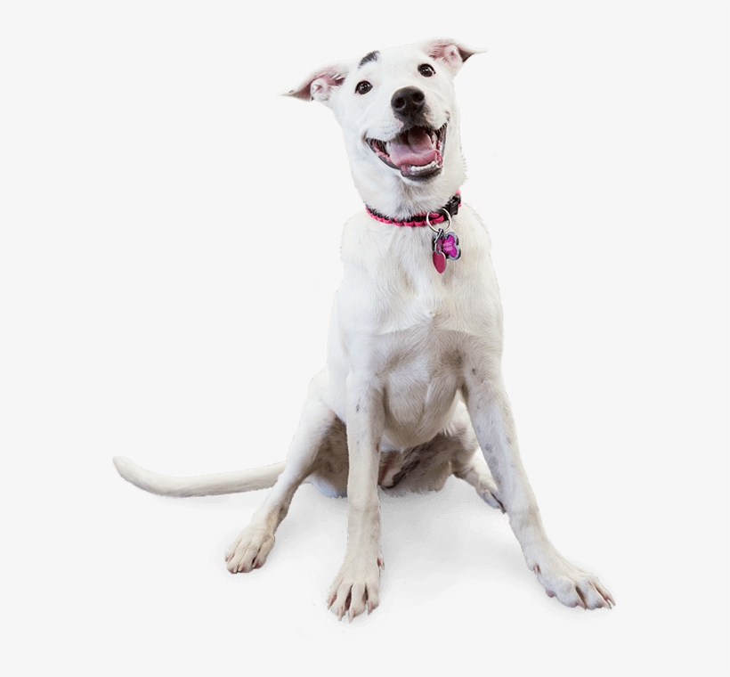 Camp Bow Wow Benefits - Dog, transparent png download