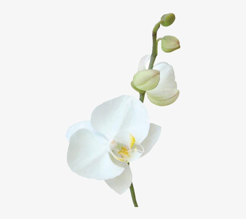 Tropical Flowers - Caring For Your Flowers, transparent png download