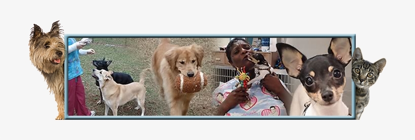 Serving Fairfax, Centreville, Manassas, Gainesville, - Paws Awhile Pet Motel, transparent png download