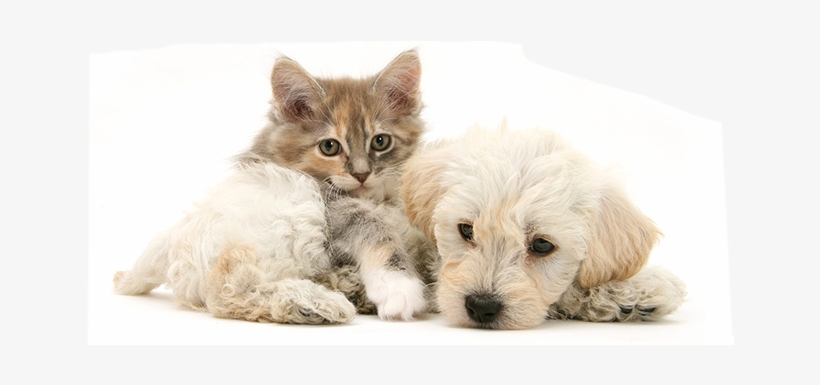 Dog And Cat - Cat, transparent png download