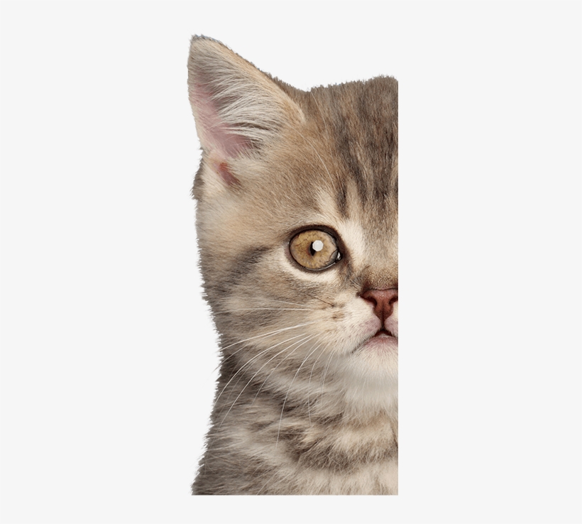 I Have A Dog I Have A Cat - Ontario, transparent png download