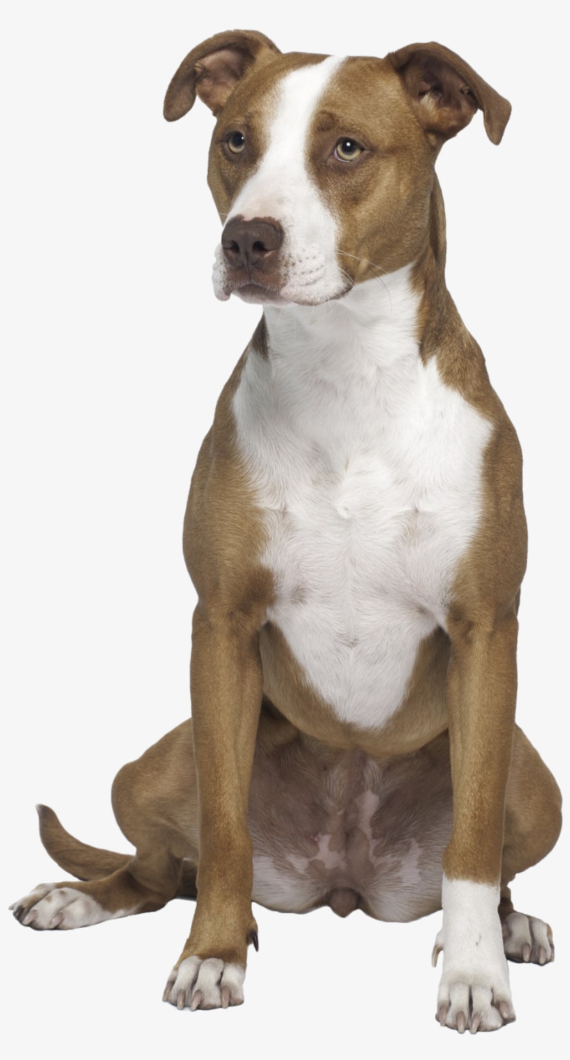 Routine Appointments - Pit Bull Terrier, transparent png download