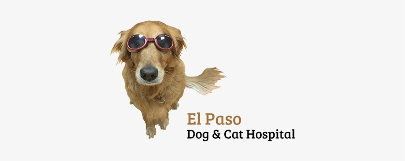 El Paso, transparent png download