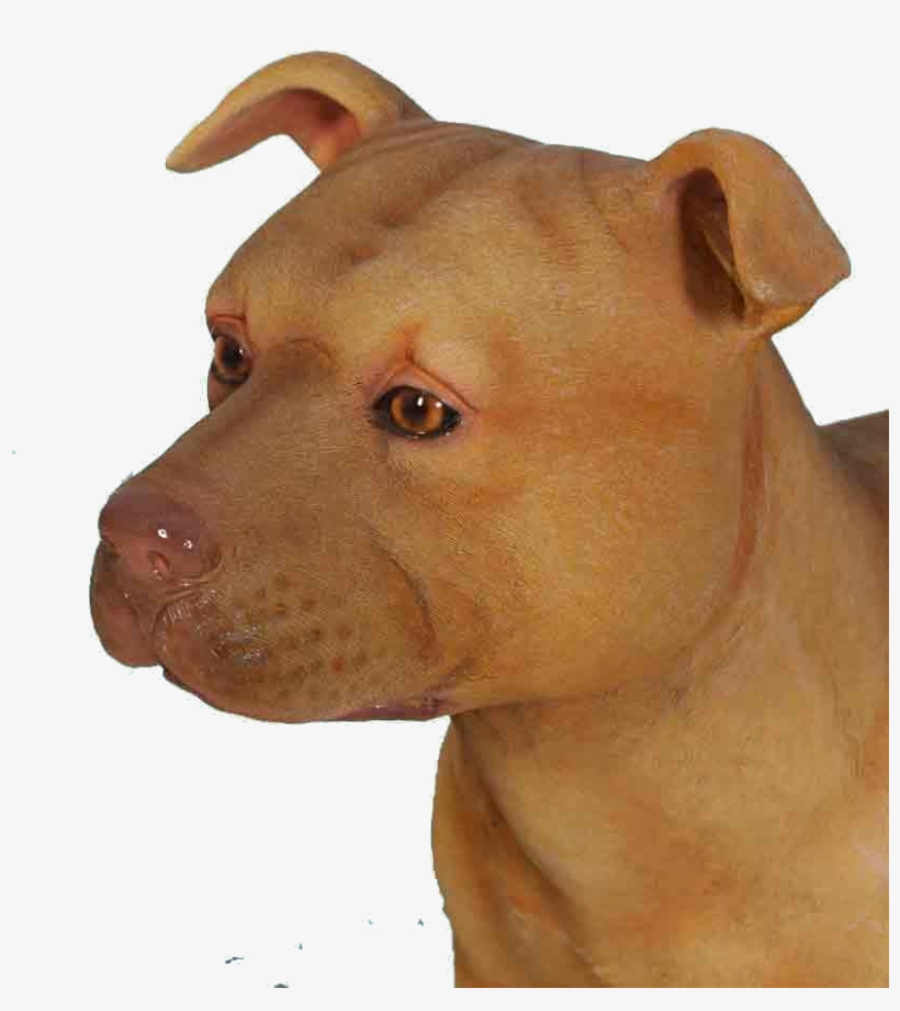 Pit Bulls - Ancient Dog Breeds, transparent png download