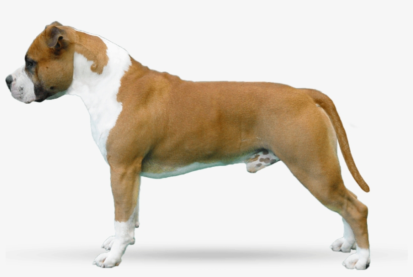 Parastone's Don't Pull The Trigger - Dogue De Bordeaux, transparent png download