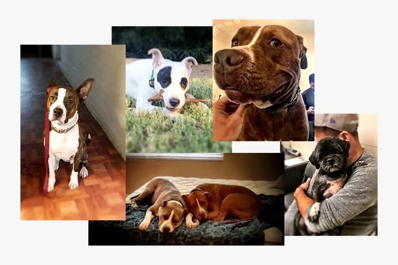 Available Rescues - American Pit Bull Terrier, transparent png download