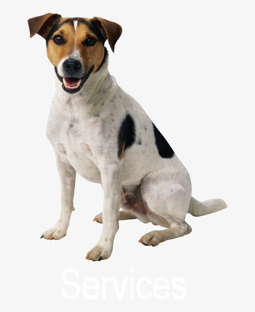Dog Png Transparent Background, transparent png download